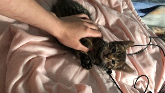 catsara My pets, I love animals I want to share them with u Pic 8