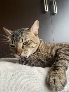 Molly_Radley kullanıcısının The king Tigger 😍🥰 albümü -  9 fotoğraf