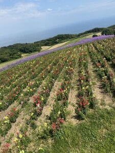 eno_pink Public Pic 3