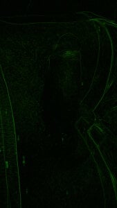 mrPopsicle007 Public . fénykép