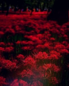 LynneHaviland Spider lilies is sooo beautiful flowers Pic 4