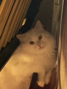 DesireKira My pretty cat 🙀 slika