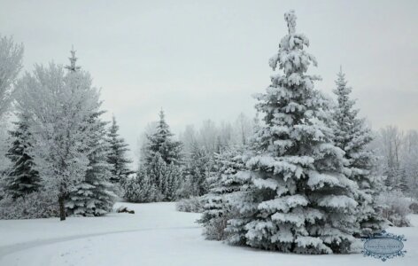 MichelleGraseMagical Winter Bild 2