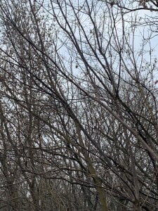 liana_kisses The vibe of early winter... ❄️ зображення 3