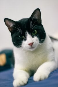 Selen_Extasis My babies and owners of my money🐱🐈‍⬛❤️ Pic 2