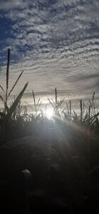 FreezingTie850 1 Gambar