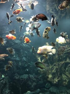 coco3367 Public Immagine  4