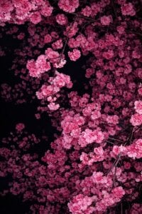 HollyGibson my aesthetics Pic 2