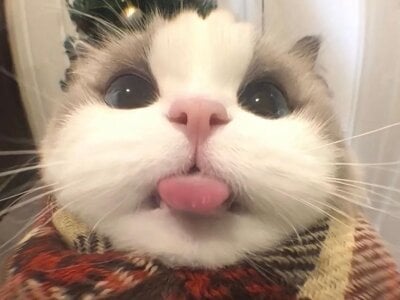 Mimi_Sexy08Hmmmm Bild