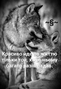 NSN_4lives🌿🌿🌿🌿🌿🌿🌿 Bild 4