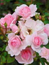 Audrey_Aura ROSES Hình 7