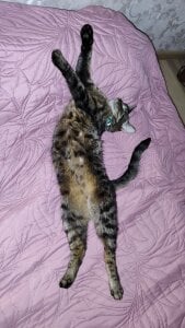 VandaRossi My favorite Splyushka😻 Splyushka will be glad of your financial support♥ 사진 6