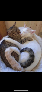 SPOTSCAMEL 個人的癒し写真・画像 Bilde 8