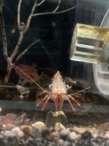 arisu-chan Public Pic