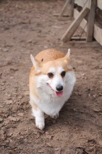 Nicole_Space My dog 🐶 Εικόνα 9