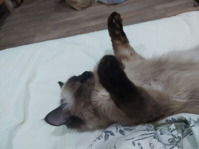 CandoCmaGic My kitty - Chupik:3 Pic 2