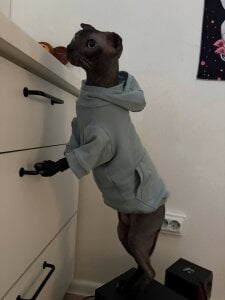 selina_coy my cats🐾😇💗 Pic 5