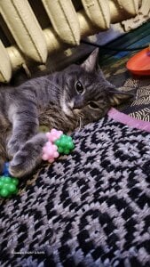 my cat 🥰🐈 de swett_girll  4 Imagens