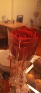 reinacaliente1320Public Bild 6