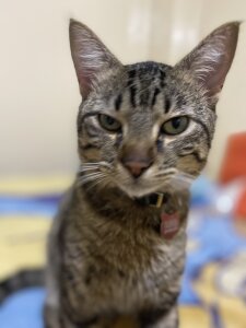 Molly_Radley kullanıcısının The king Tigger 😍🥰 albümü -  2 fotoğraf