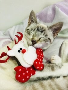 Shopia_Nadall Navidad 🎄 зображення 3