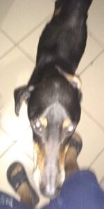 orgullomoreno GFVAXN5 Pic 5