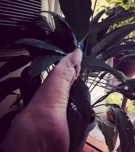 LolaTulip Public Pic 5