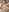 sharith_gh clean my feet my puppy Photo 3