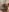 mirabinlis Anal plug Fotografie 8