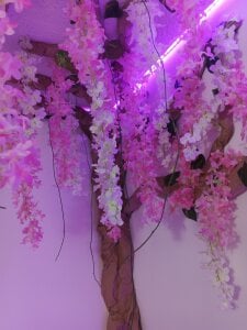 venus_marques1 Now from home Immagine  7