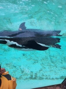 Max2025P Public Kuva