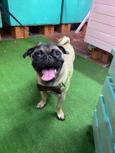 Romeoandjulietta Monkye and luna 🐈‍⬛🐶 Pic 5