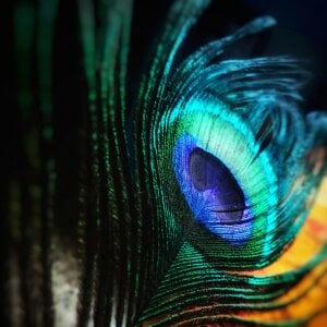 Bass12342a Public Pic