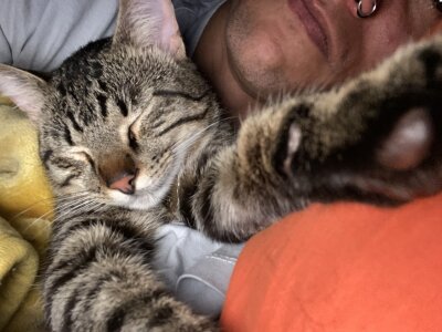 Molly_Radley kullanıcısının The king Tigger 😍🥰 albümü -  8 fotoğraf
