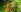 Var_Kiss My garden beauty Photo
