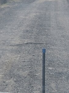 Public de aus411  photos