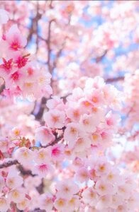 YURIKAsan_ 日常 Pic