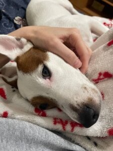 _ni_kiss with dogs зображення 7