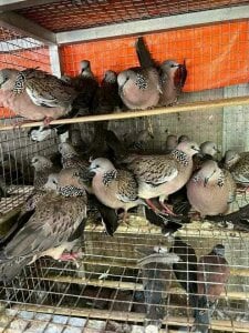 11quan11 Public Εικόνα 3