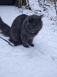 TattooedGirlDK Laban the kitty Pic