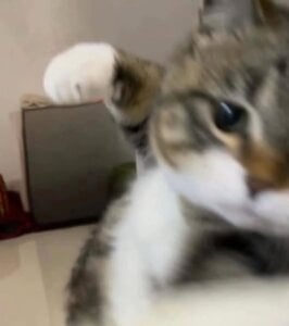 Koikoi___ Public 사진 3