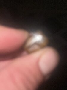 MistedNome NB,JV Pic 7