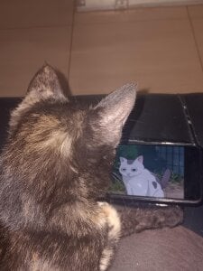 angela_angels_ haru my cute cat Bilde 6