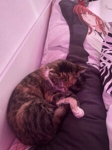 Xarnidoll my cat Lyrics^^ (( Foto 