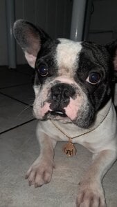 gostoso2321 Boxee Pic 5