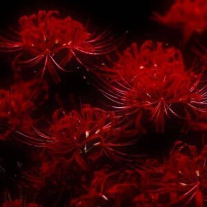 LynneHaviland Spider lilies is sooo beautiful flowers Pic 2