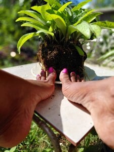 Public de SeductressGem  8 Imagens