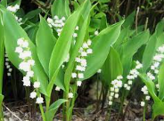 Audrey_Aura LILY OF THE LILY MY FAVORITE FLOWERS Hình 8