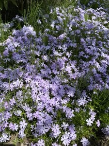 iiiviviii Public Pic 7