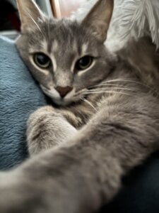 My kitty’s ❤️ od SashaMeow  6 snímek